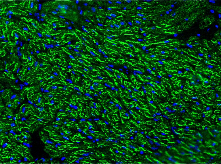 Figure 1. Indirect immunofluorescence staining of swine heart with MUB0307P (R2G) showing positive staining of mitochondria in cardiomyocytes.